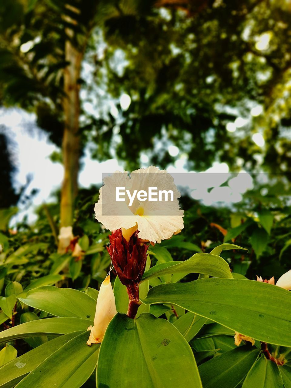 CLOSE-UP OF HIBISCUS BLOOMING IN PARK