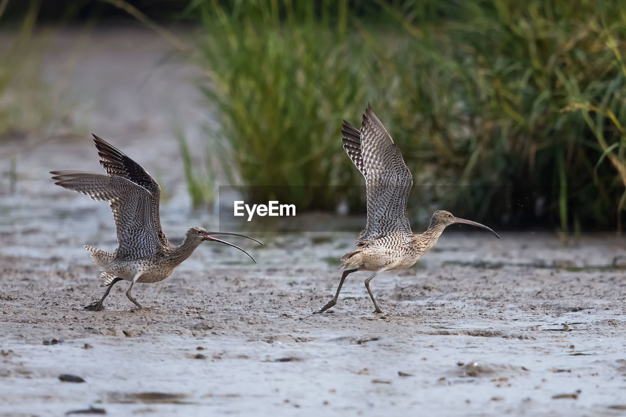 VIEW OF BIRDS