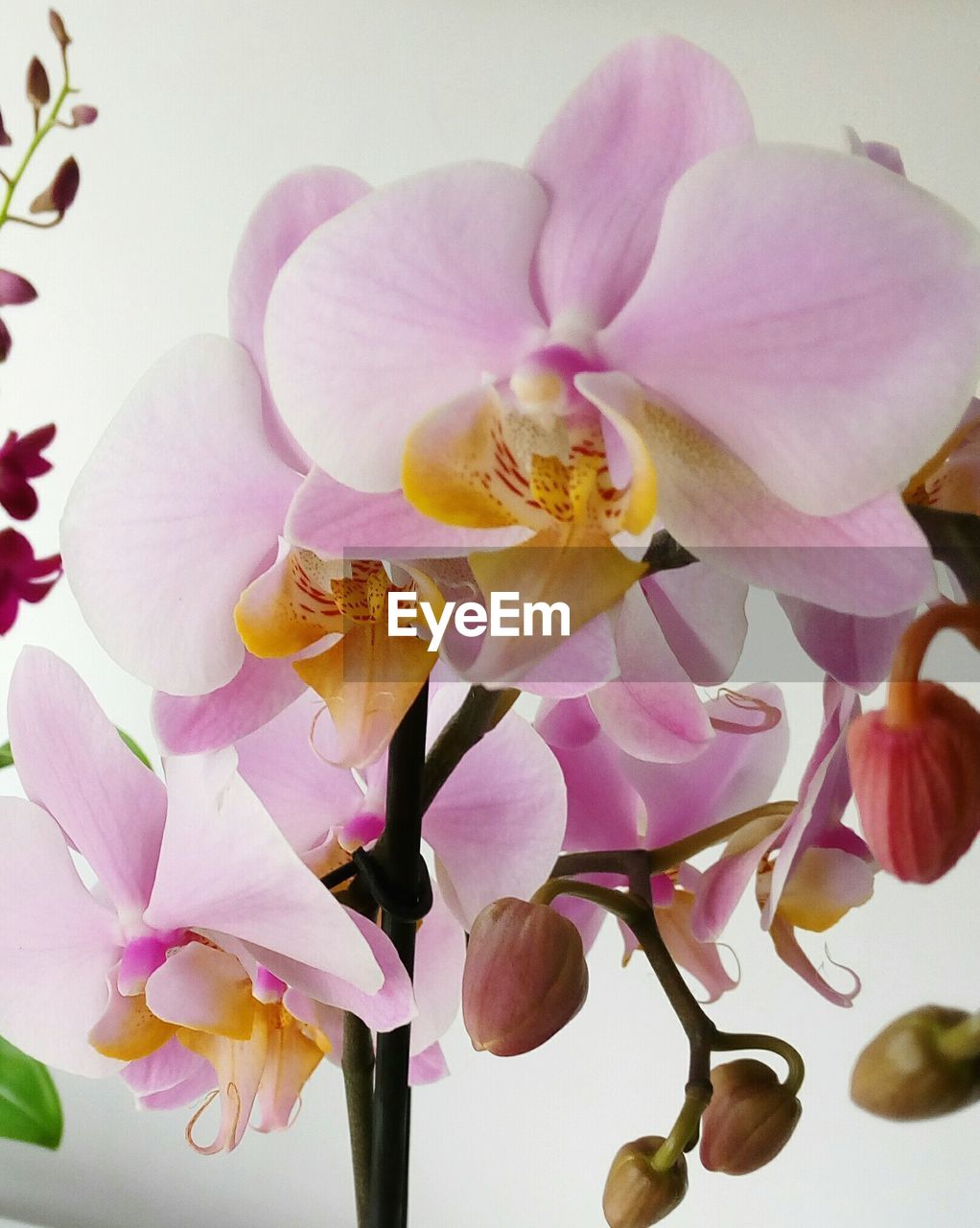 CLOSE-UP OF PINK ORCHIDS