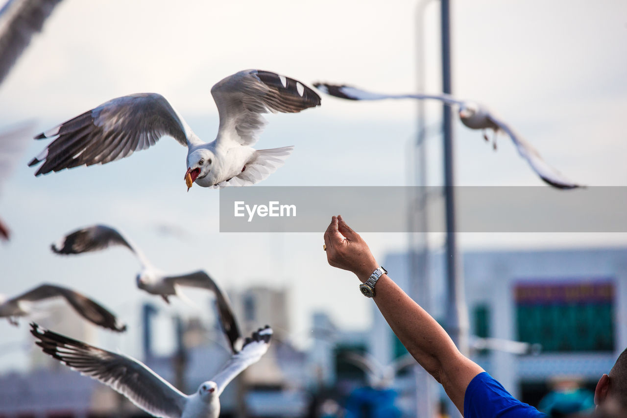 Cropped hand of person feeding seagull against sky