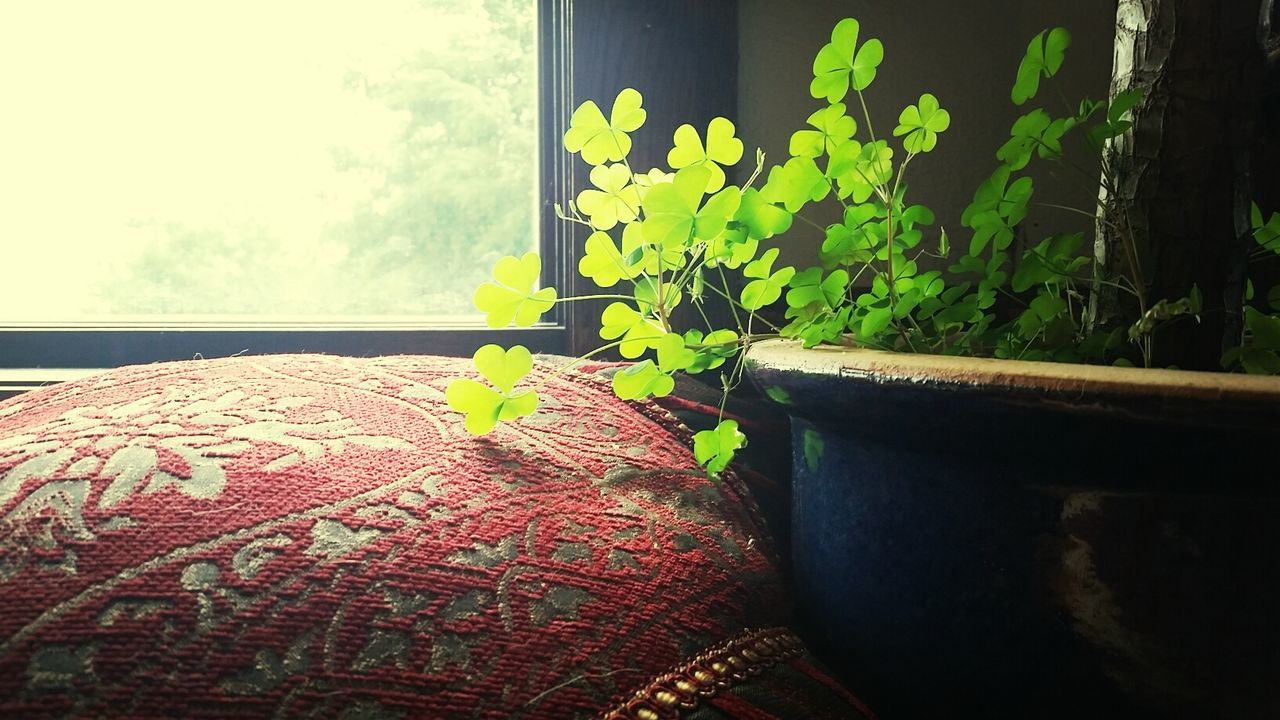 Potted clover by window