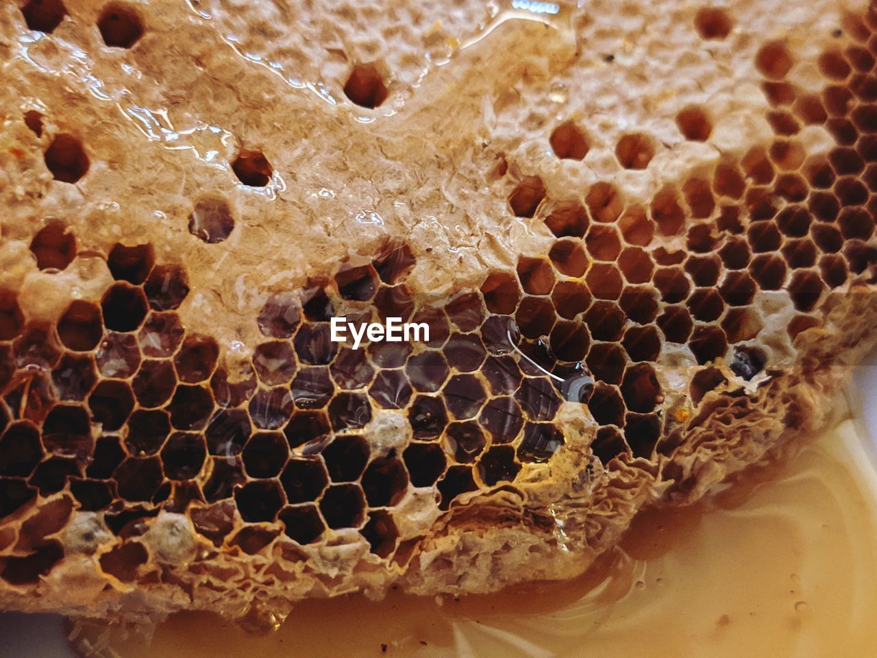 CLOSE-UP OF BEE ON THE GROUND
