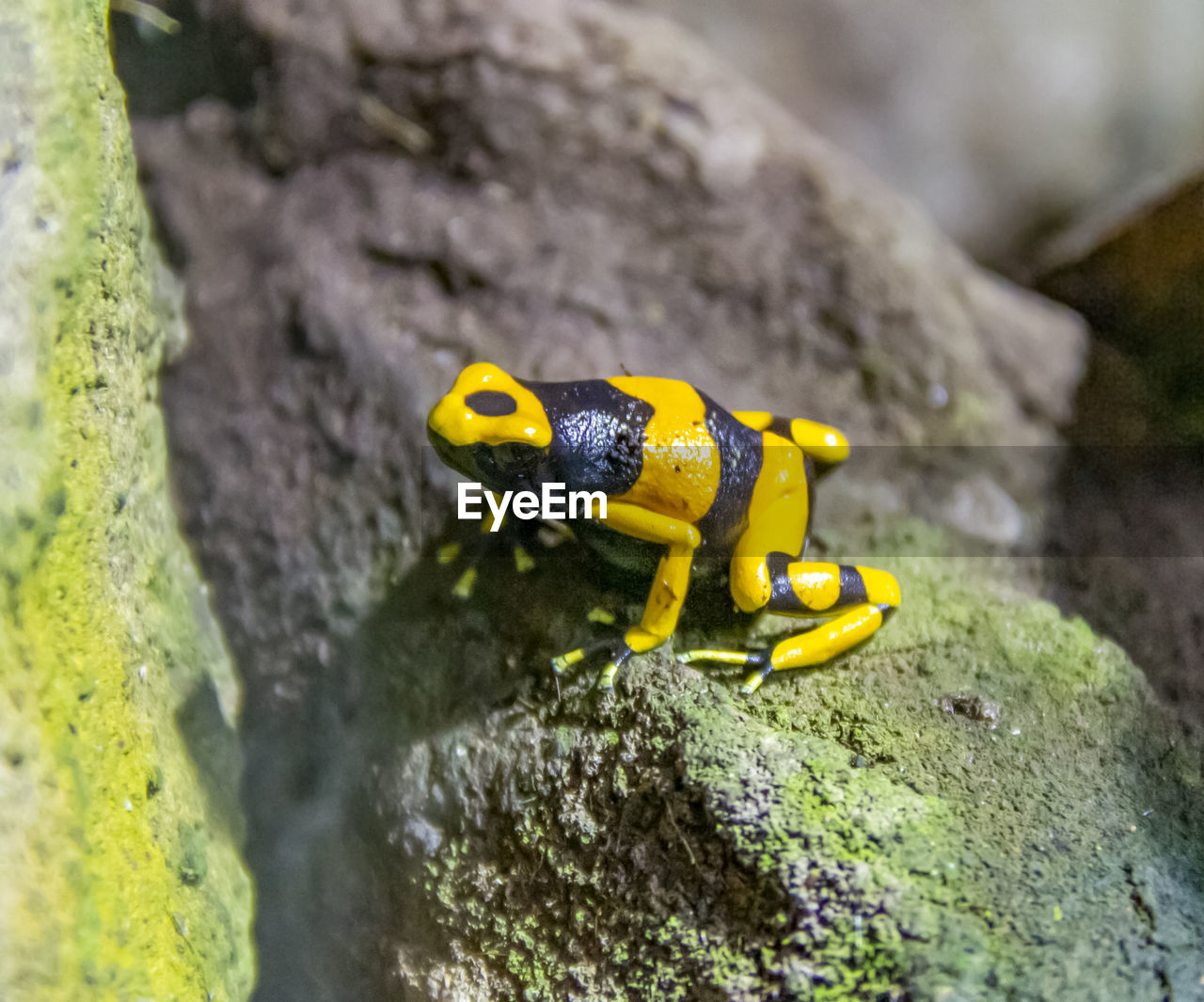 CLOSE-UP OF A TURTLE