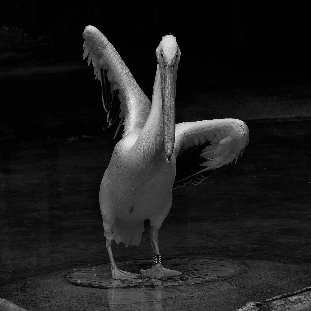 Pelican in zoo