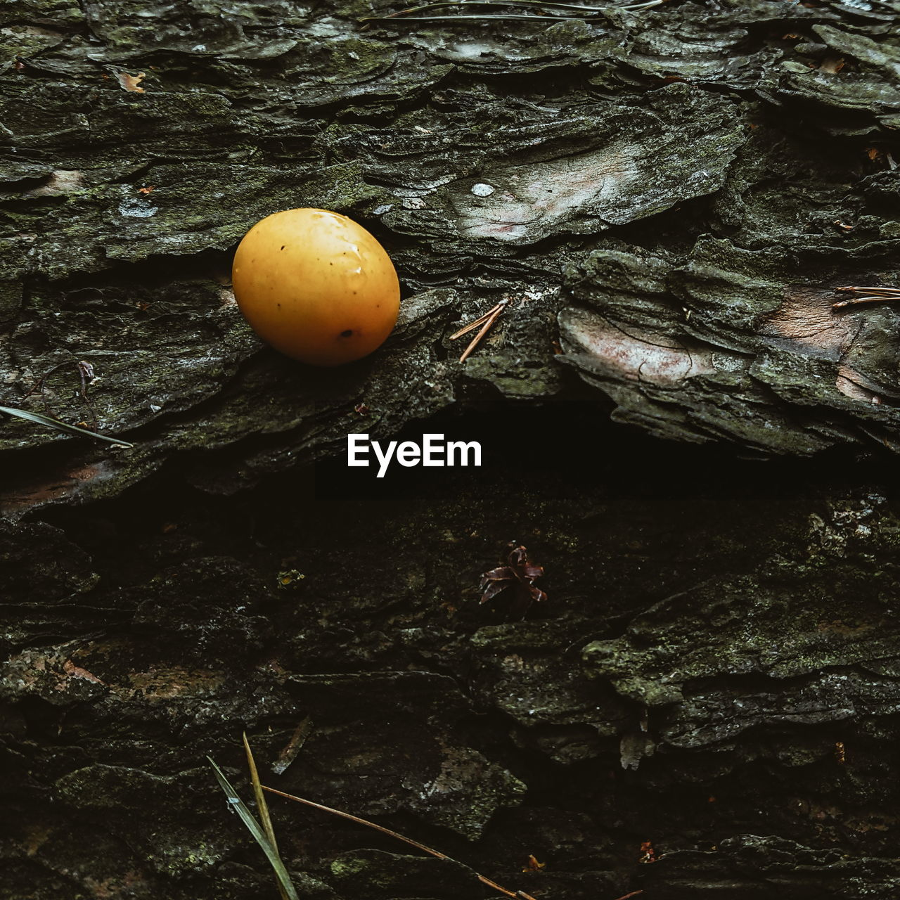 Do you want eat this mirabelle plum? EyeEm Best Shots Nature Close-up Wood Plum Forest The Week On EyeEm
