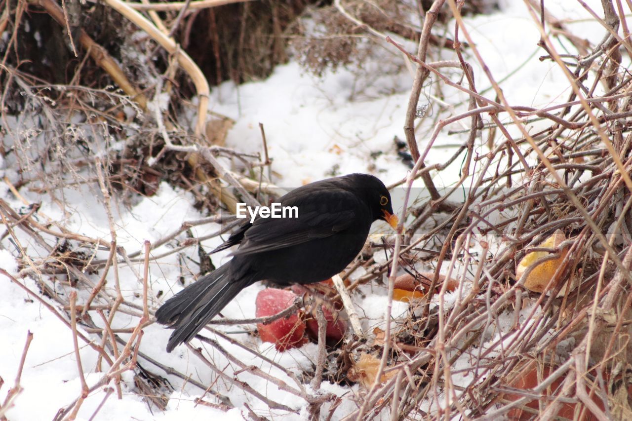 Bird perching on branch in snow