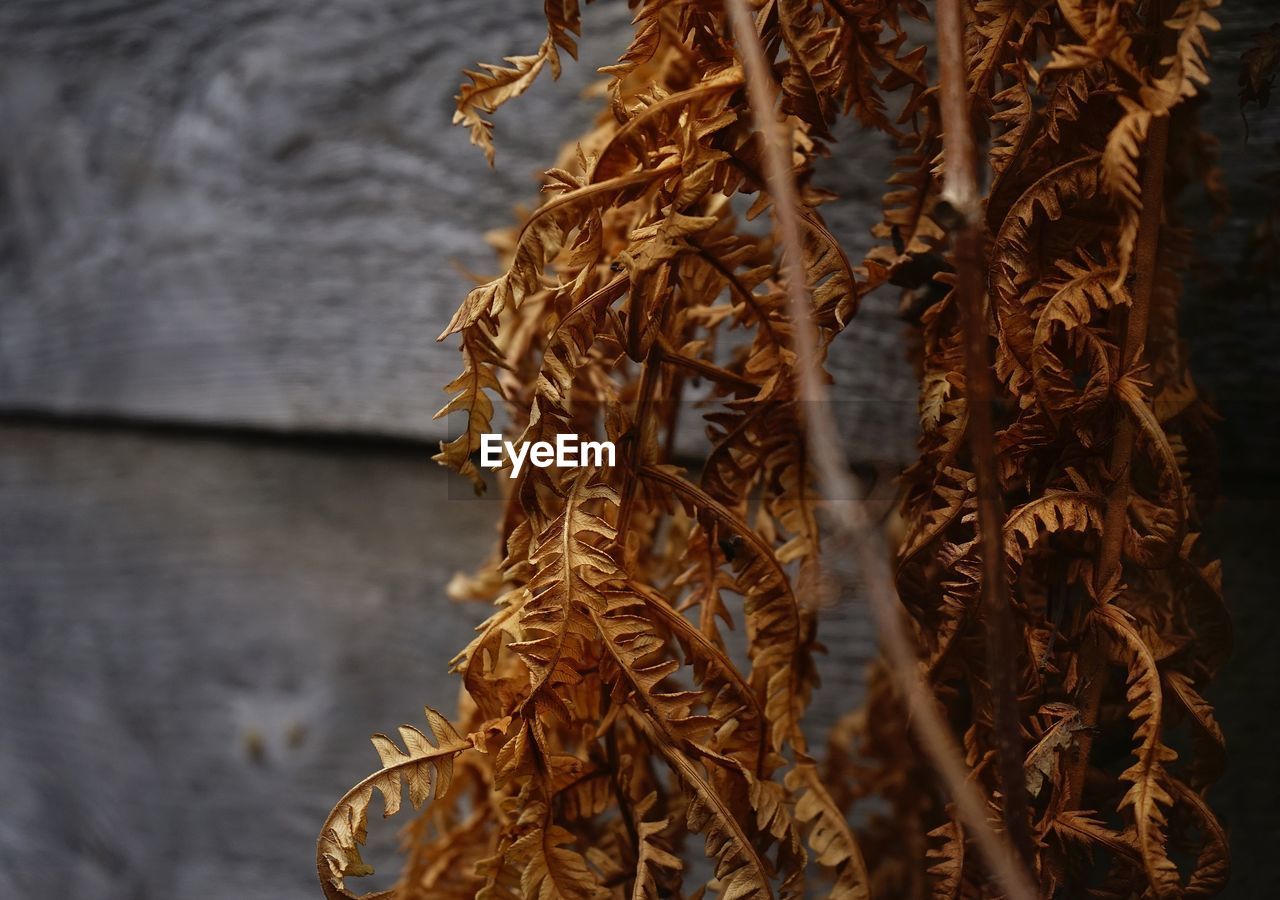 Close-up of dry plants on table