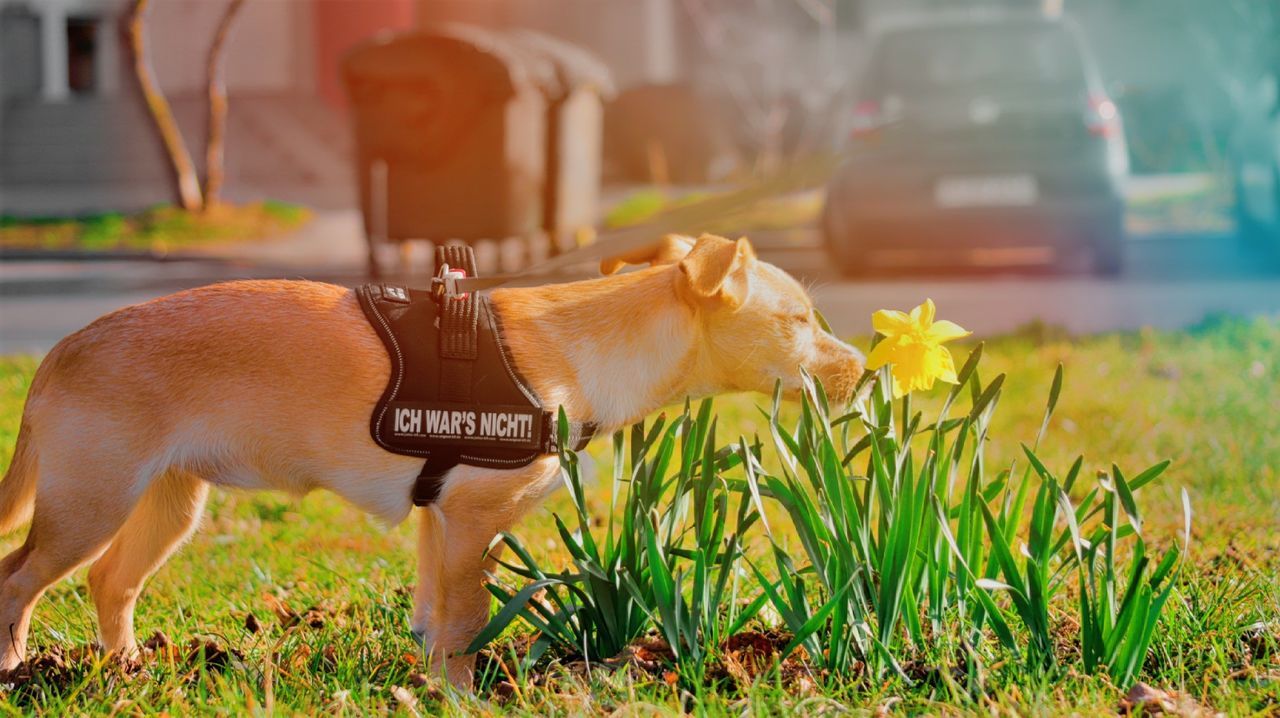 Side view of mixed-breed dog smelling yellow flower in lawn