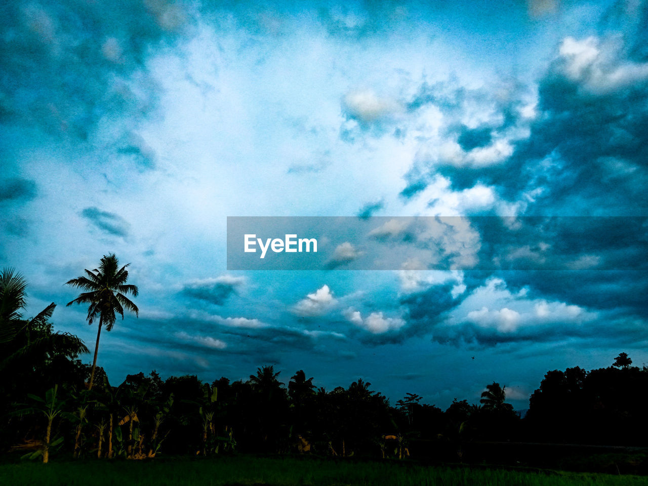 SCENIC VIEW OF SILHOUETTE PALM TREES ON FIELD AGAINST SKY