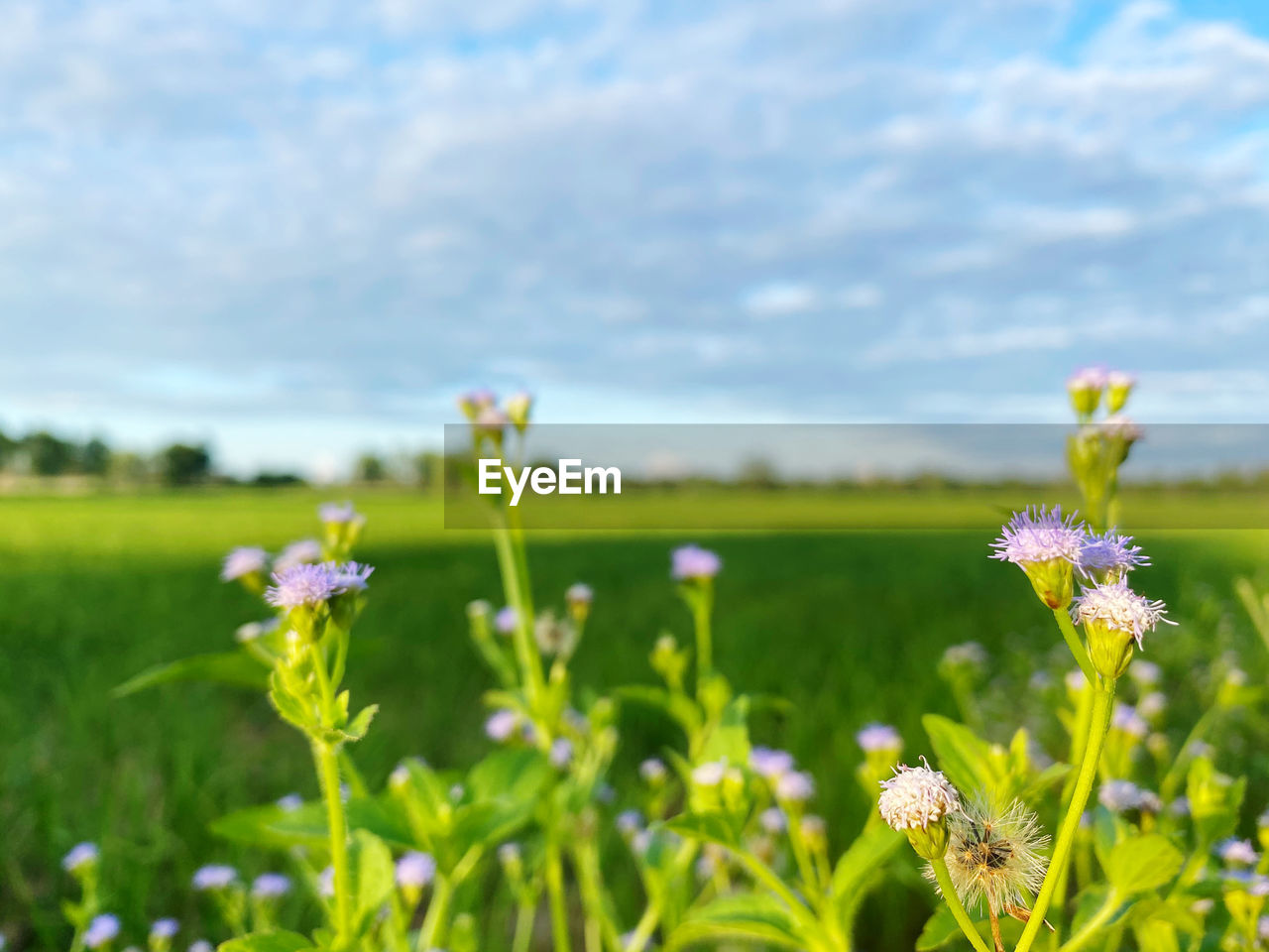Close-up of purple flowering plant on field