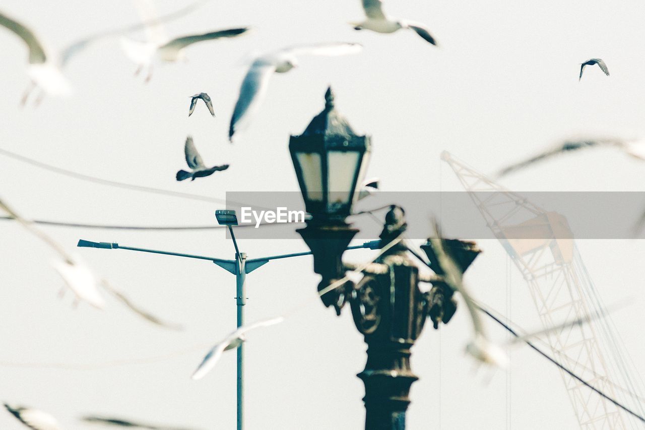 Birds flying by lamp post against sky