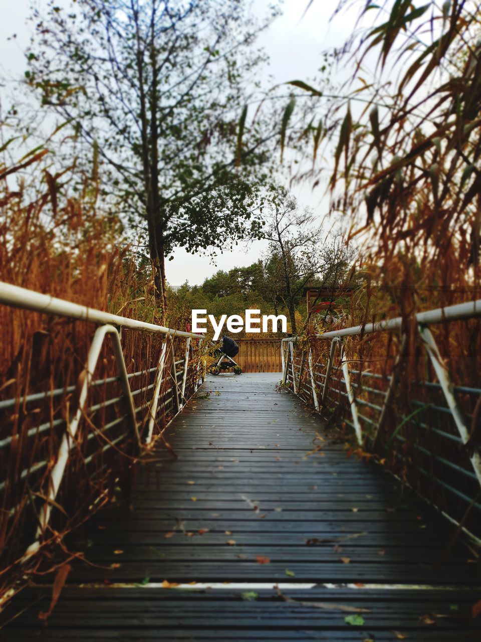 View of footbridge in forest