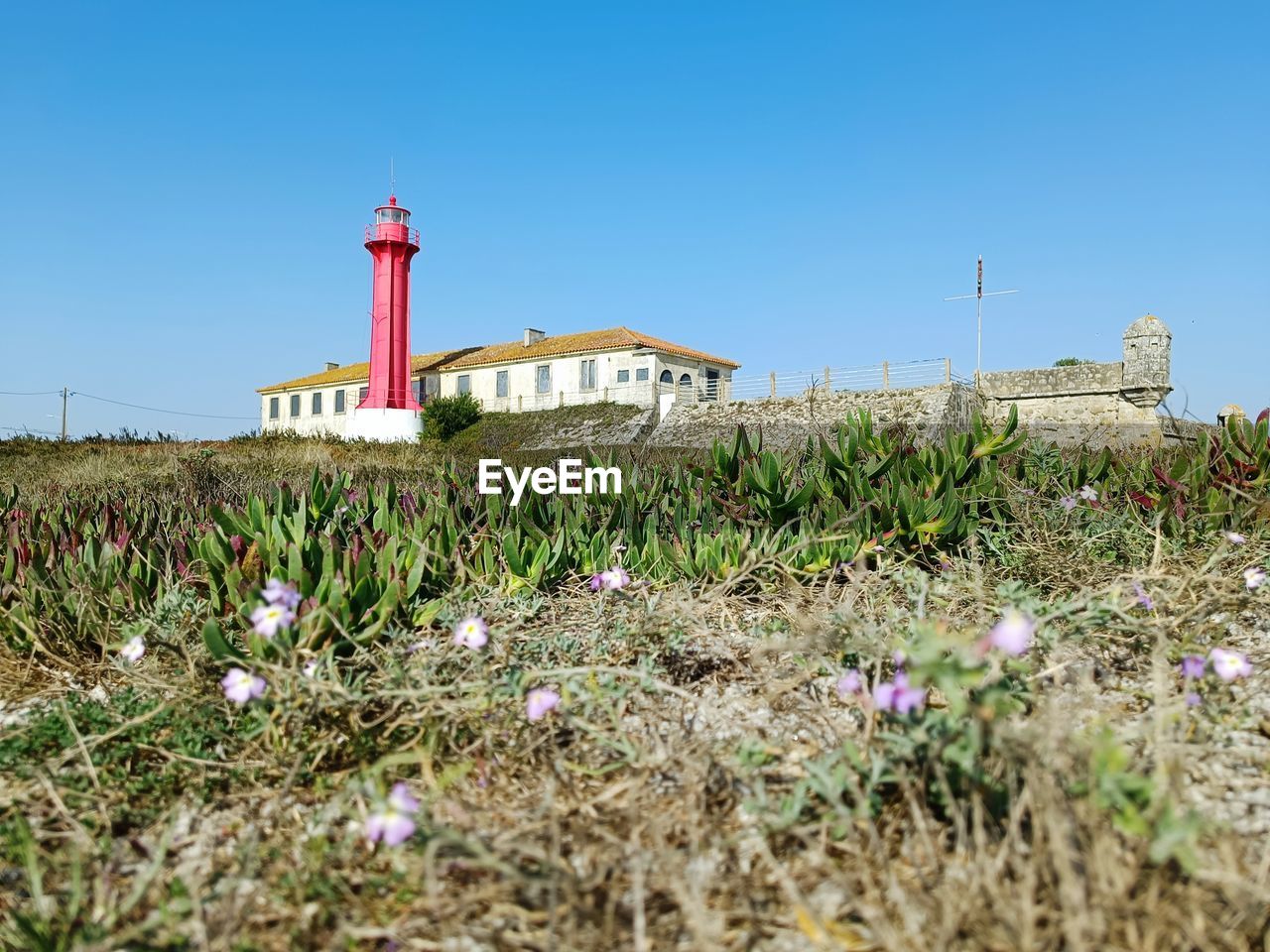 lighthouse, plant, architecture, built structure, sky, building exterior, guidance, nature, tower, flower, building, clear sky, land, flowering plant, no people, security, blue, coast, protection, day, field, grass, sea, outdoors, rural area, growth, landscape, travel destinations, house, beauty in nature, travel