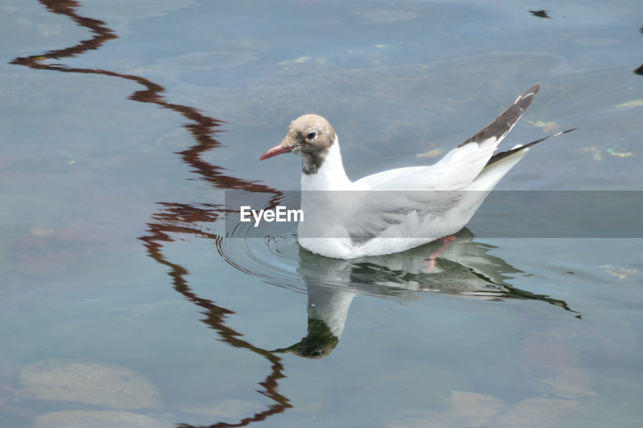 HIGH ANGLE VIEW OF BIRD IN LAKE