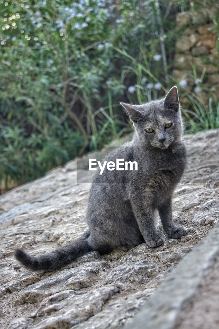 PORTRAIT OF CAT SITTING ON DIRT