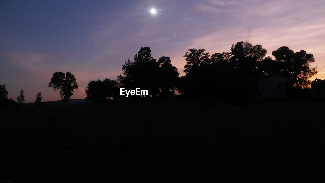 SILHOUETTE OF TREES AT NIGHT