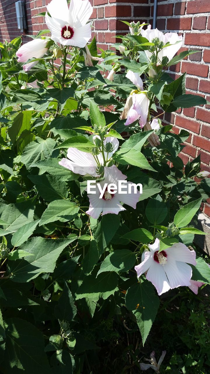 CLOSE-UP OF WHITE FLOWERING PLANT WITH RED FLOWERS