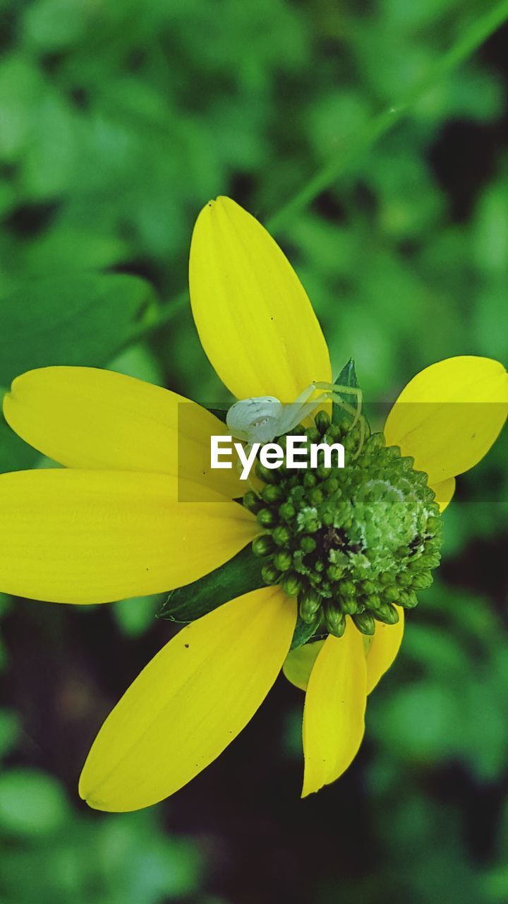 CLOSE-UP OF YELLOW FLOWERS