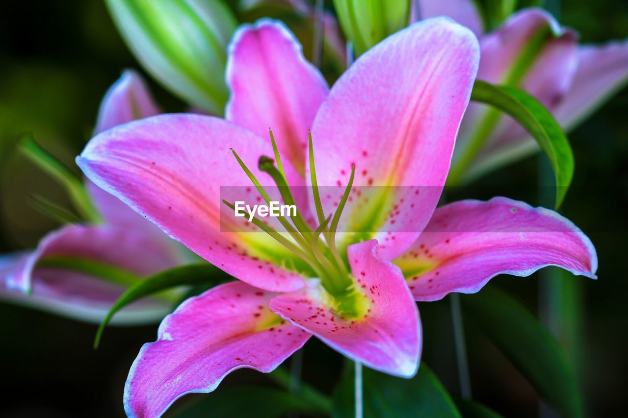 CLOSE-UP OF PINK LILY PURPLE IRIS