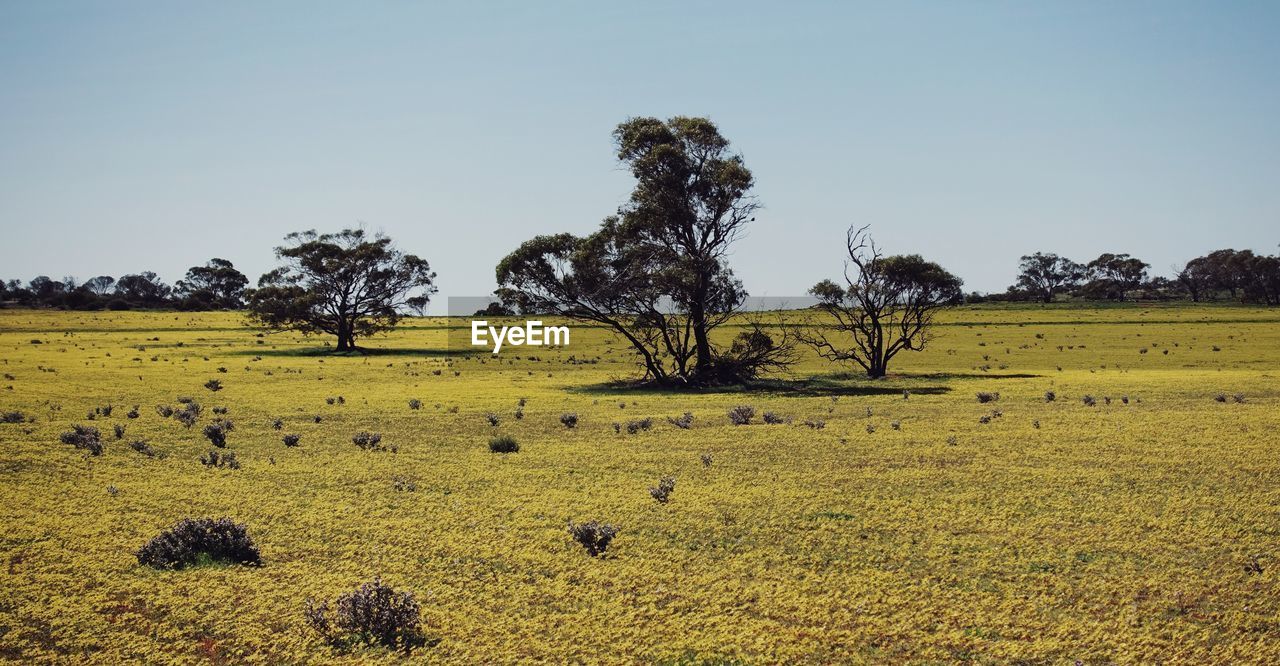 Austrilan spring landscape