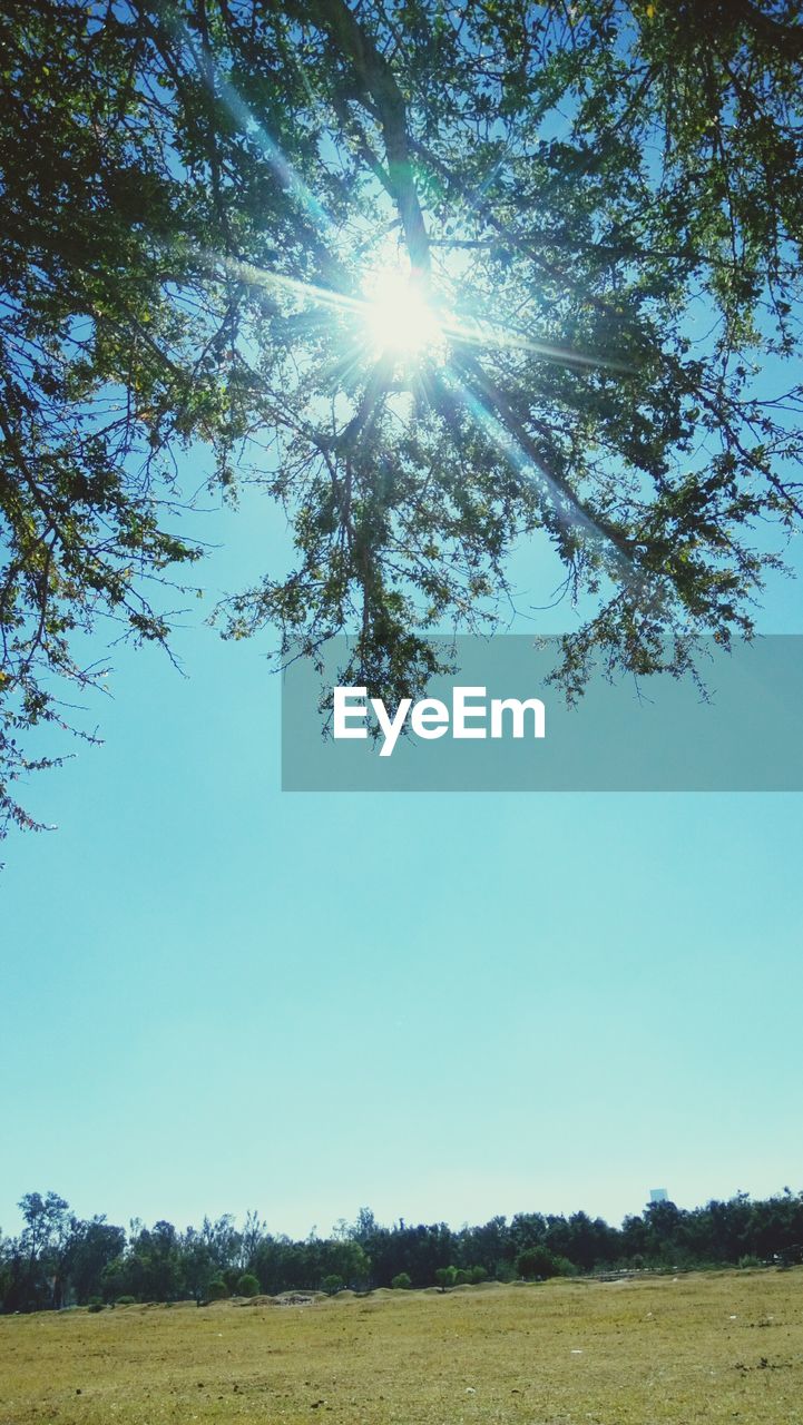 LOW ANGLE VIEW OF TREES ON FIELD AGAINST SKY