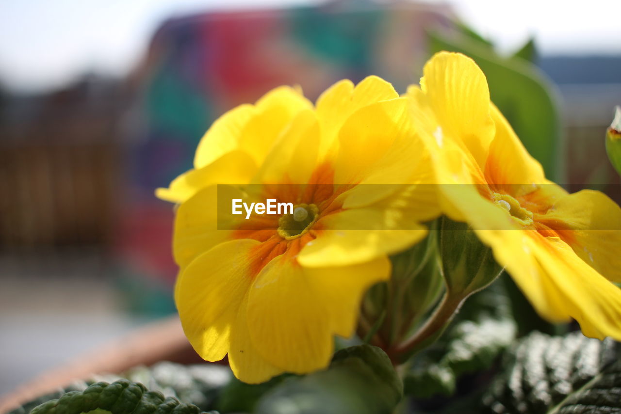 Close-up of yellow flowers blooming outdoors