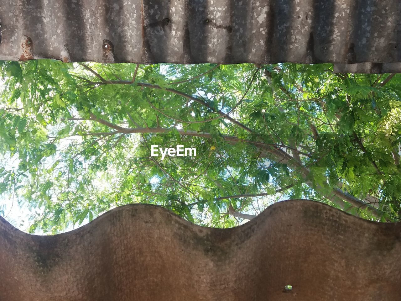 CLOSE-UP OF HORSE BY TREE