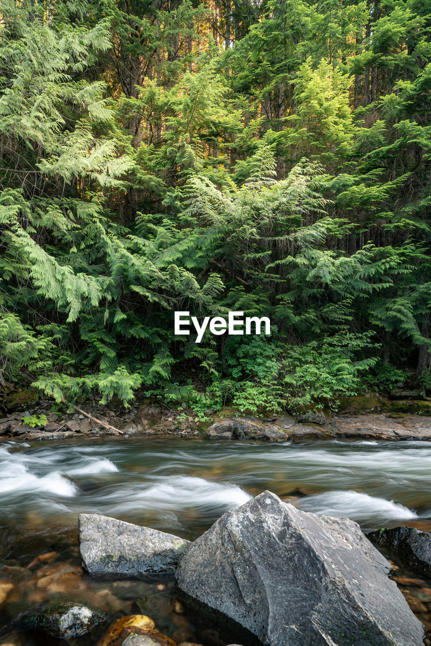 RIVER FLOWING AMIDST ROCKS IN FOREST