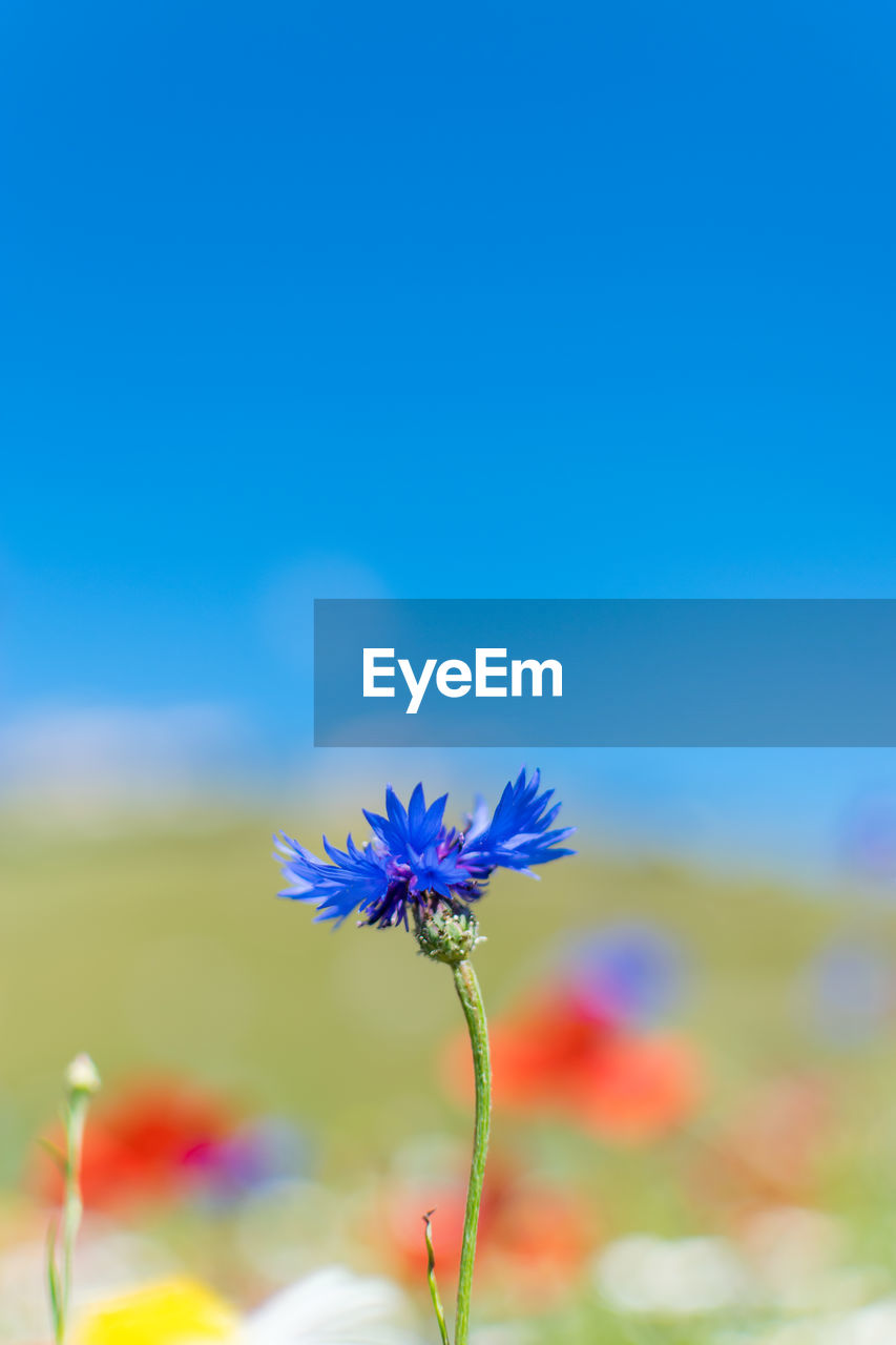 Close-up of purple flowering plant against blue sky