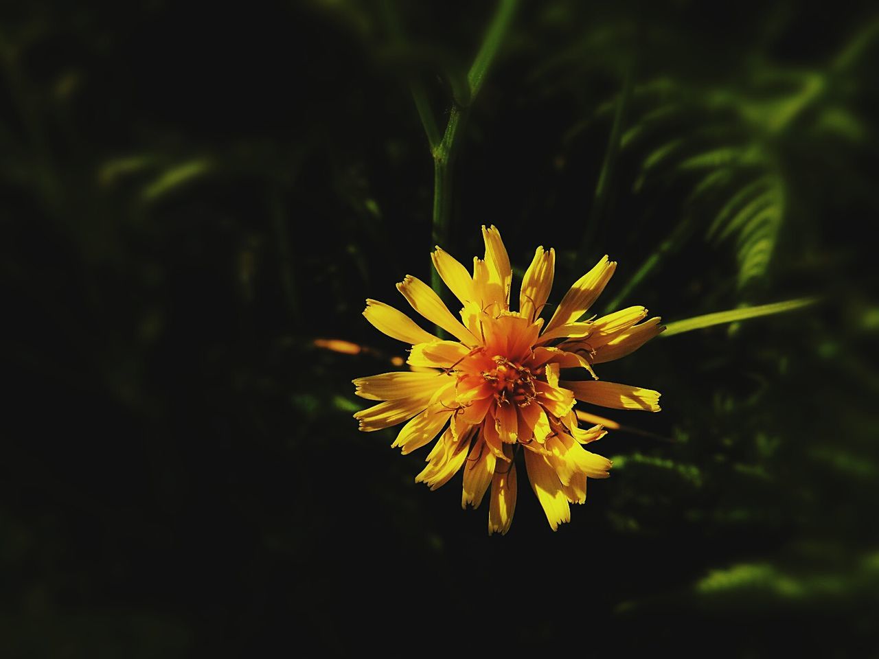 Yellow flower blooming outdoors