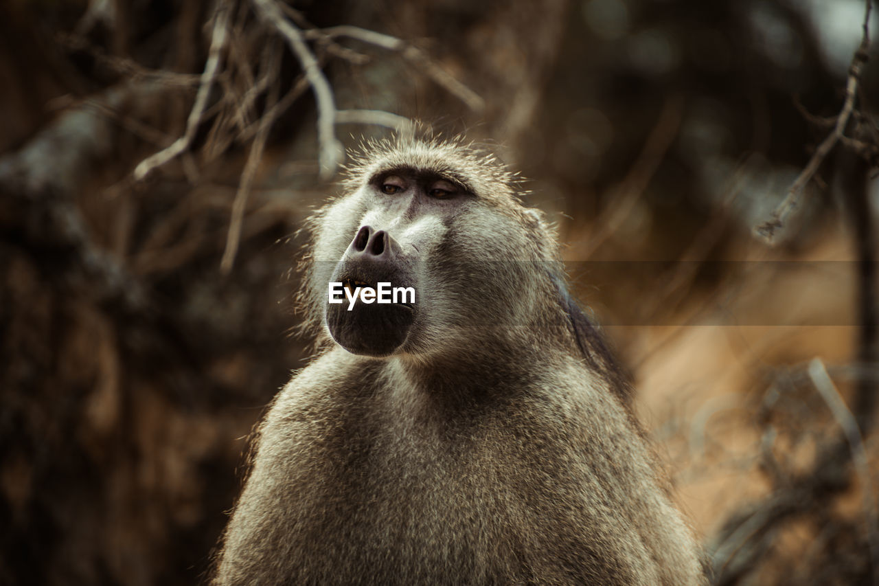 Close-up of baboon looking away while sitting outdoors