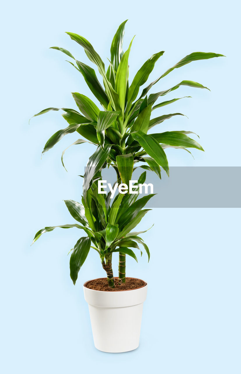 plant, leaf, plant part, produce, nature, tree, houseplant, growth, no people, food and drink, green, branch, cut out, indoors, herb, flower, food, studio shot, medicine, potted plant, flowerpot, palm tree, plant stem