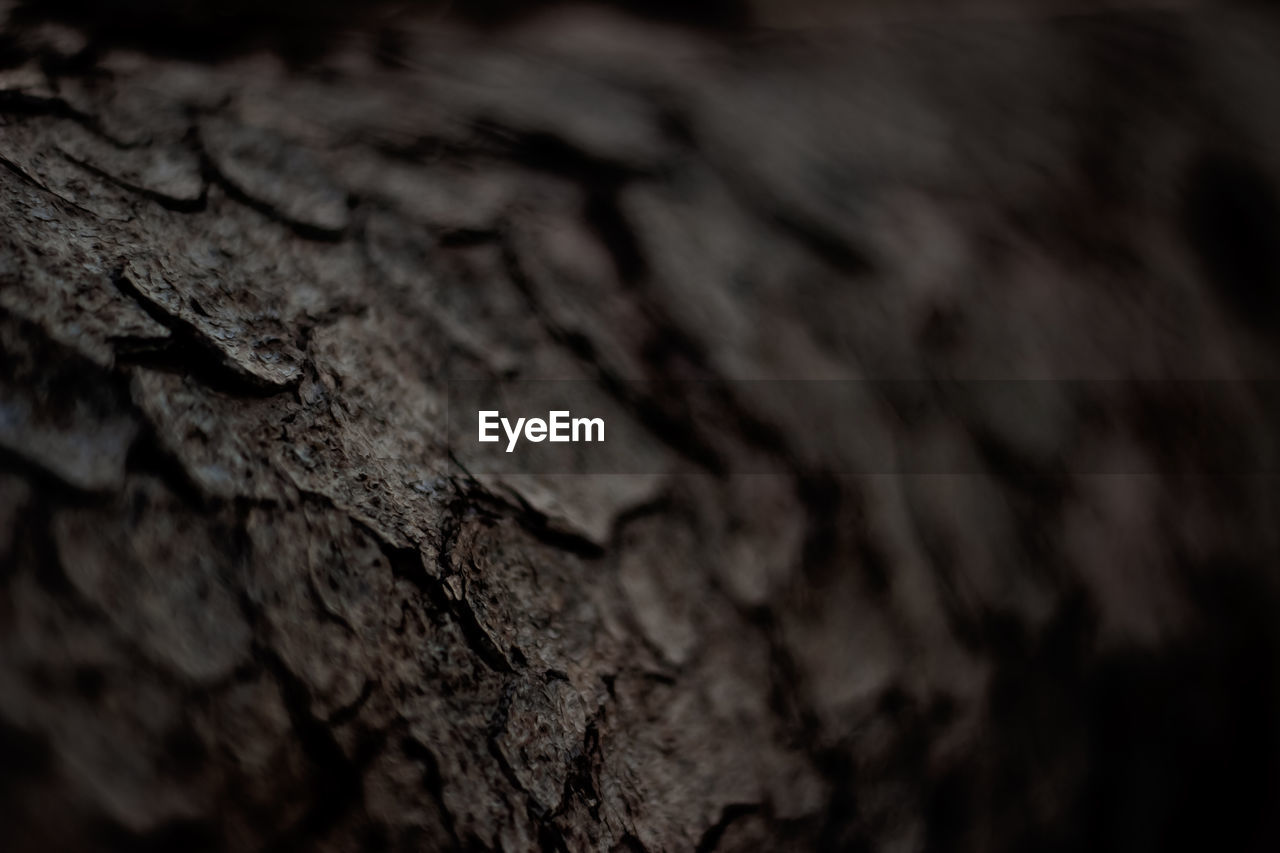 CLOSE-UP OF TREE BARK
