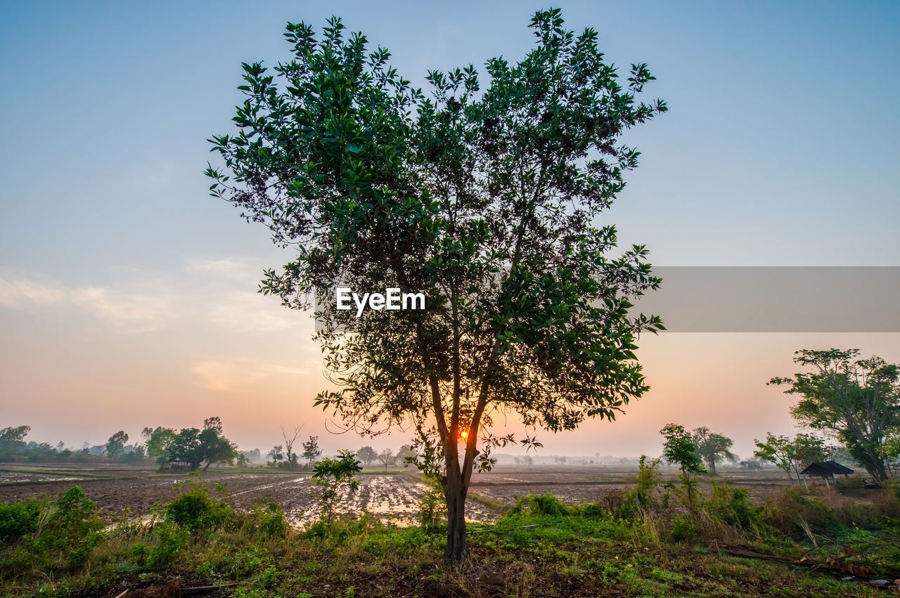 Tree on field against sky during sunset