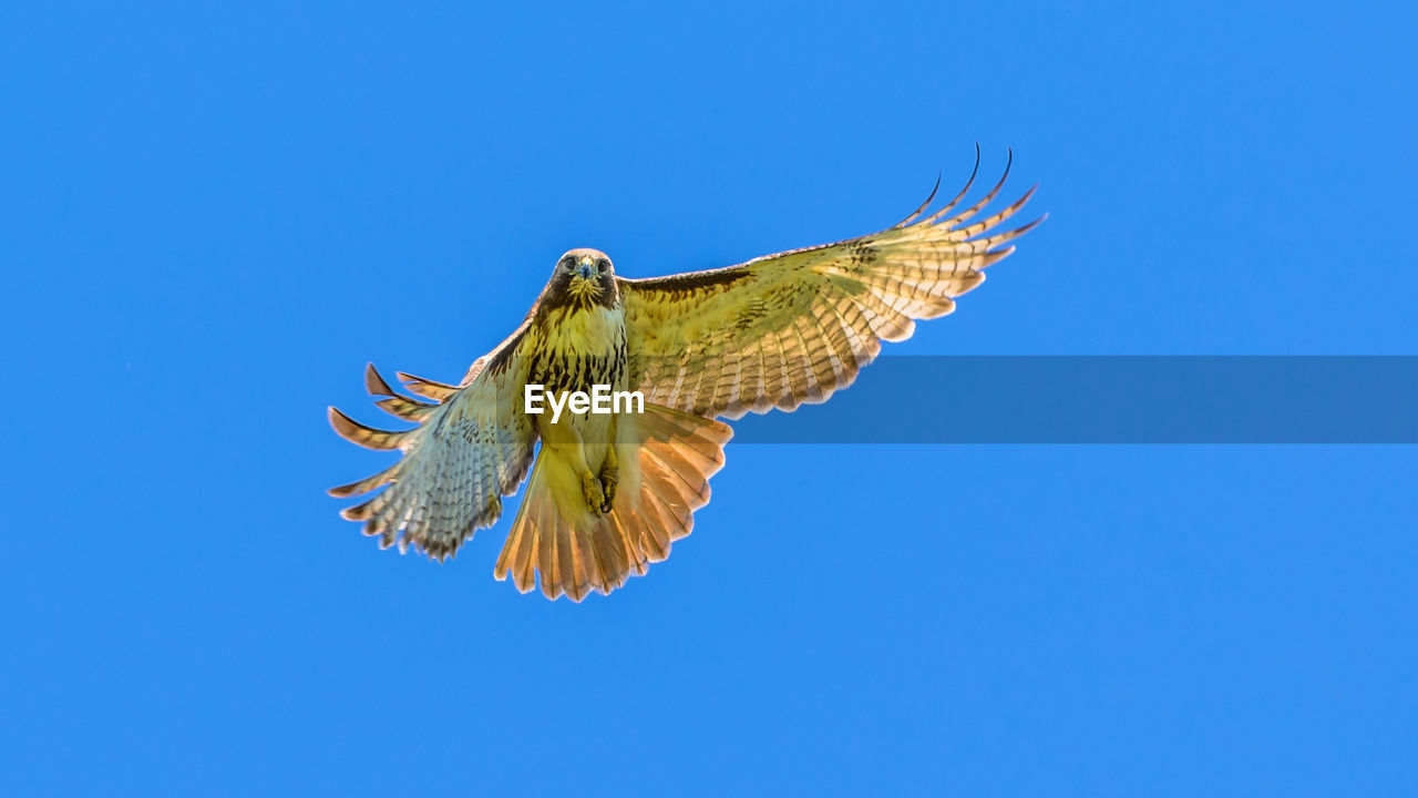 Low angle view of red-tailed hawk bird flying against clear blue sky