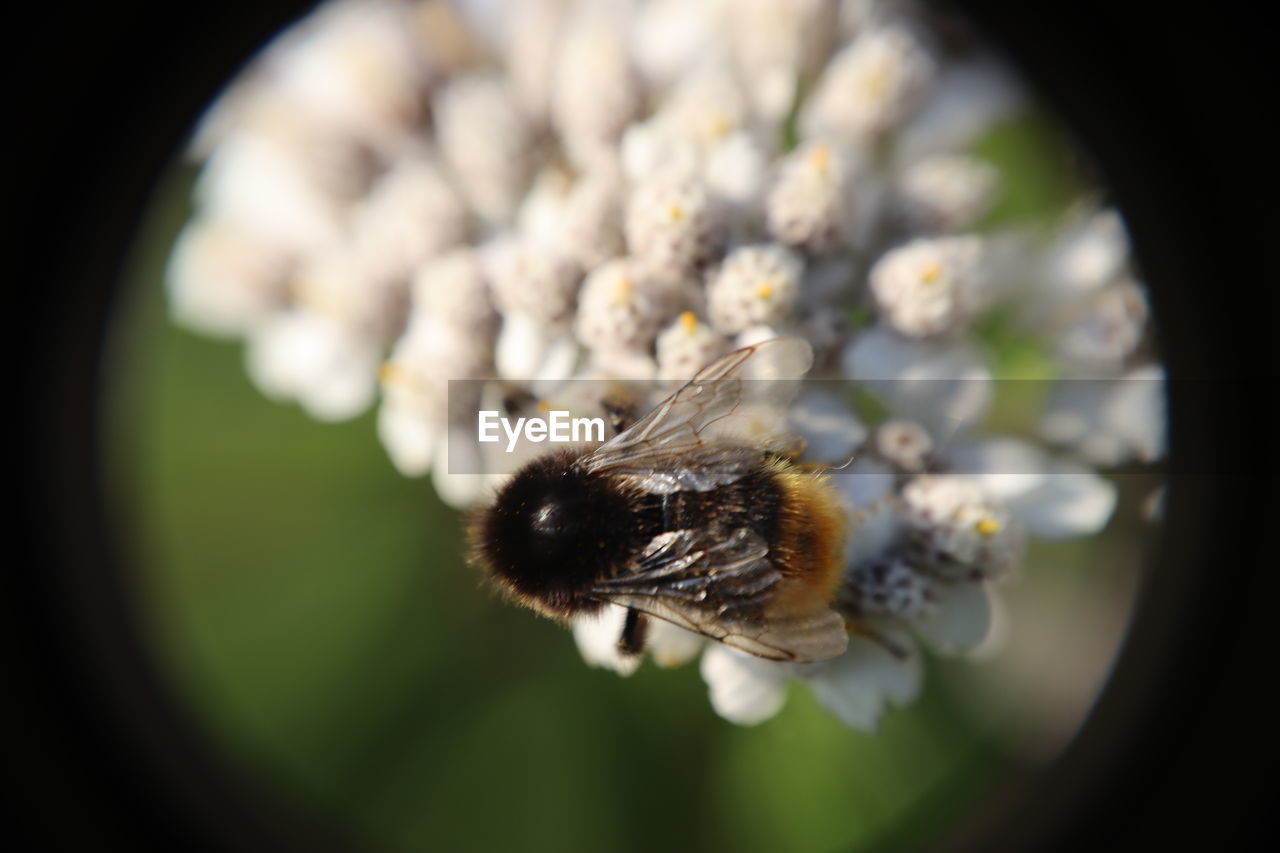 CLOSE-UP OF BEE ON FLOWER