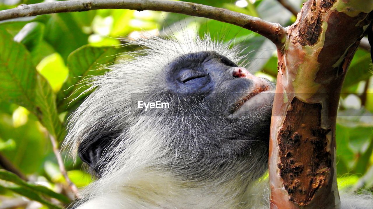 animal themes, animal, animal wildlife, one animal, mammal, primate, tree, wildlife, monkey, plant, nature, new world monkey, branch, ape, no people, environment, animal body part, forest, outdoors, travel destinations, animal hair, tropical climate, zoo, leaf, rainforest, tourism, plant part, land, relaxation, tropical rainforest, day, close-up, old world monkey, animal head, travel, portrait