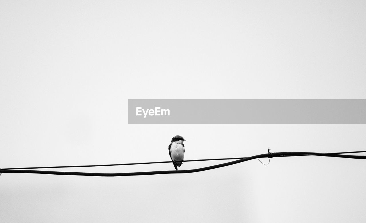 LOW ANGLE VIEW OF BIRD ON CABLE AGAINST CLEAR SKY