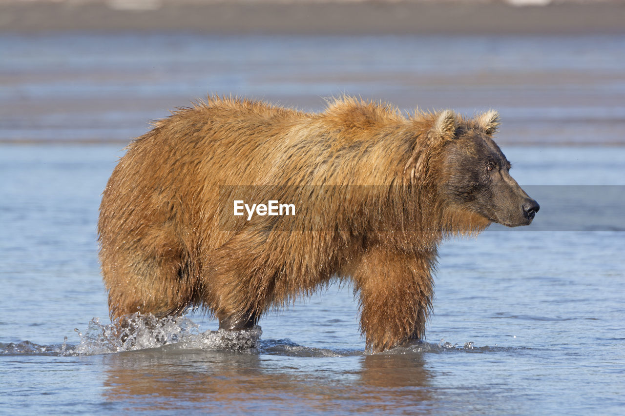 Grizzly searching for salmon in a tidal estuary in hallo bay in katmai national park in alaska