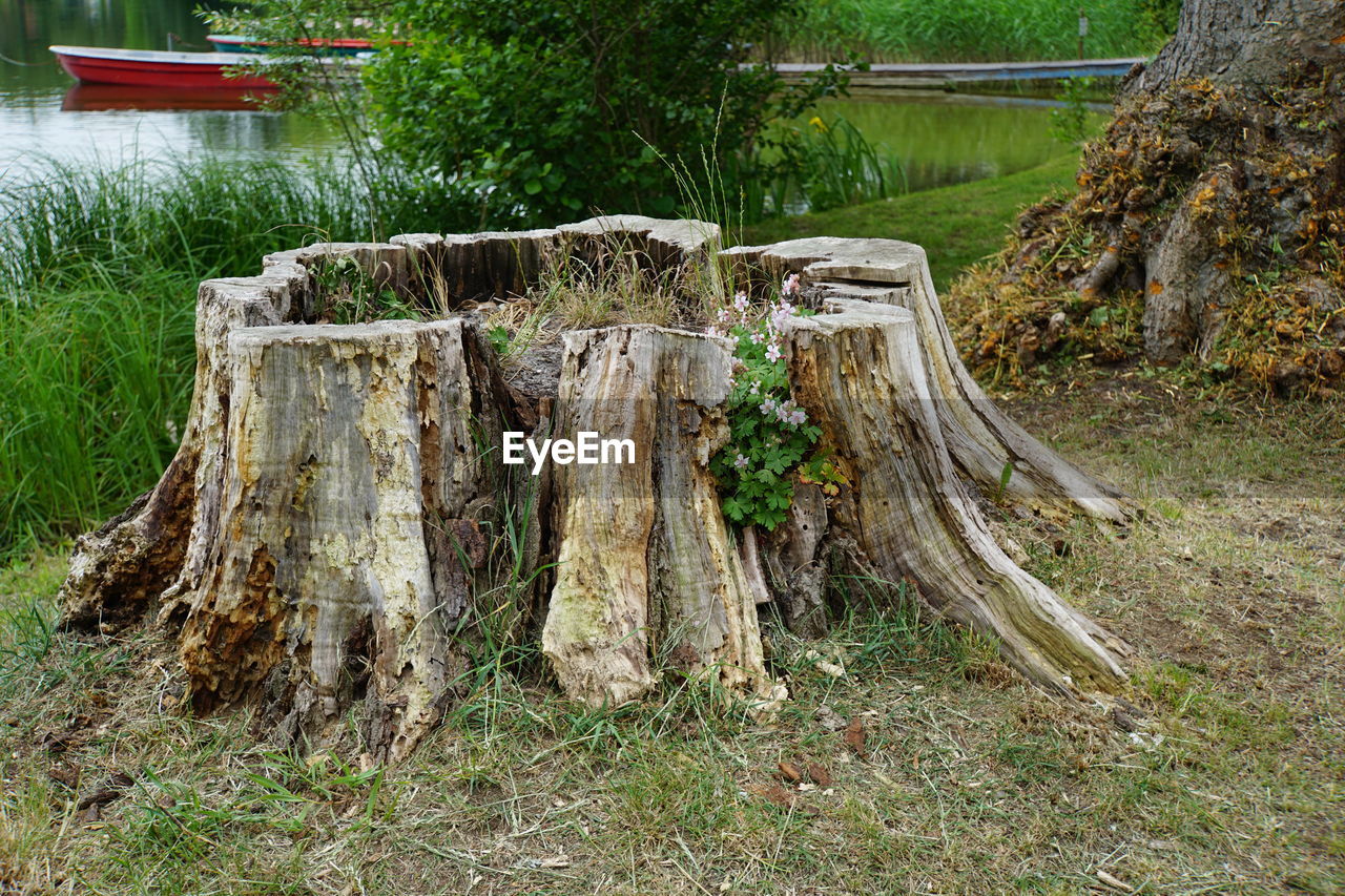 plant, tree, nature, day, tree stump, grass, no people, land, wood, growth, field, water, outdoors, green, tranquility, tree trunk, trunk, forest, woodland