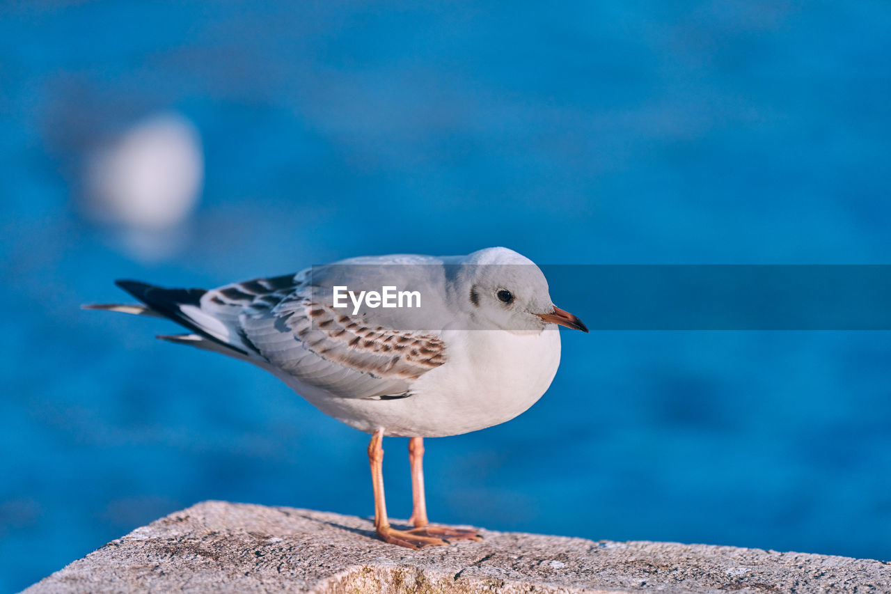 Seagull walking along shore next to sea on sunny summer day. close up view of gull, blue background