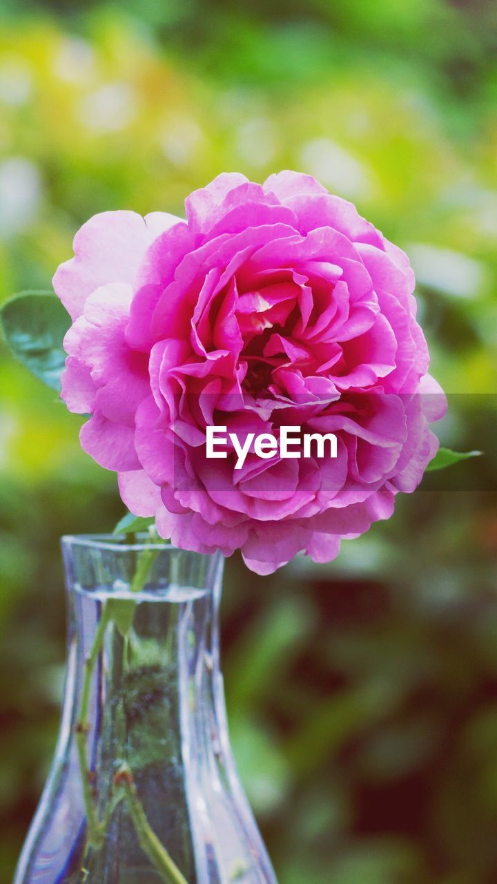 Close-up of pink flower