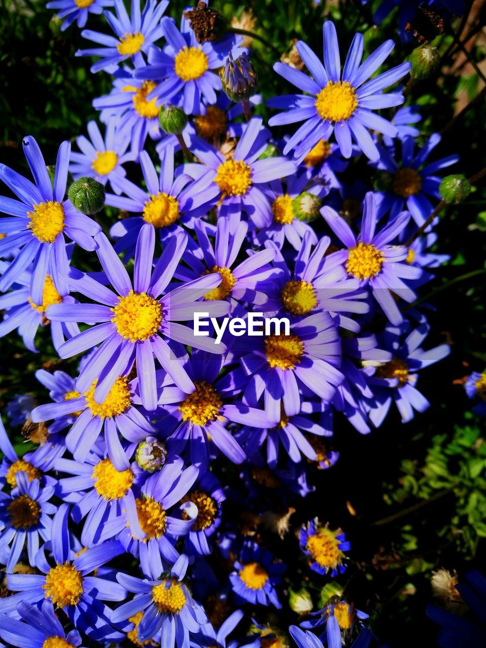 Close-up of purple flowering plants