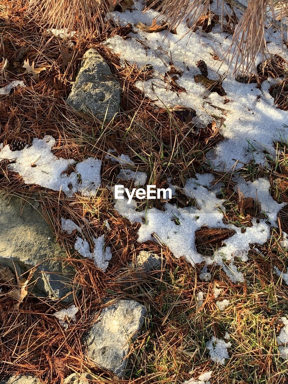 HIGH ANGLE VIEW OF DRY PLANTS ON SNOW FIELD