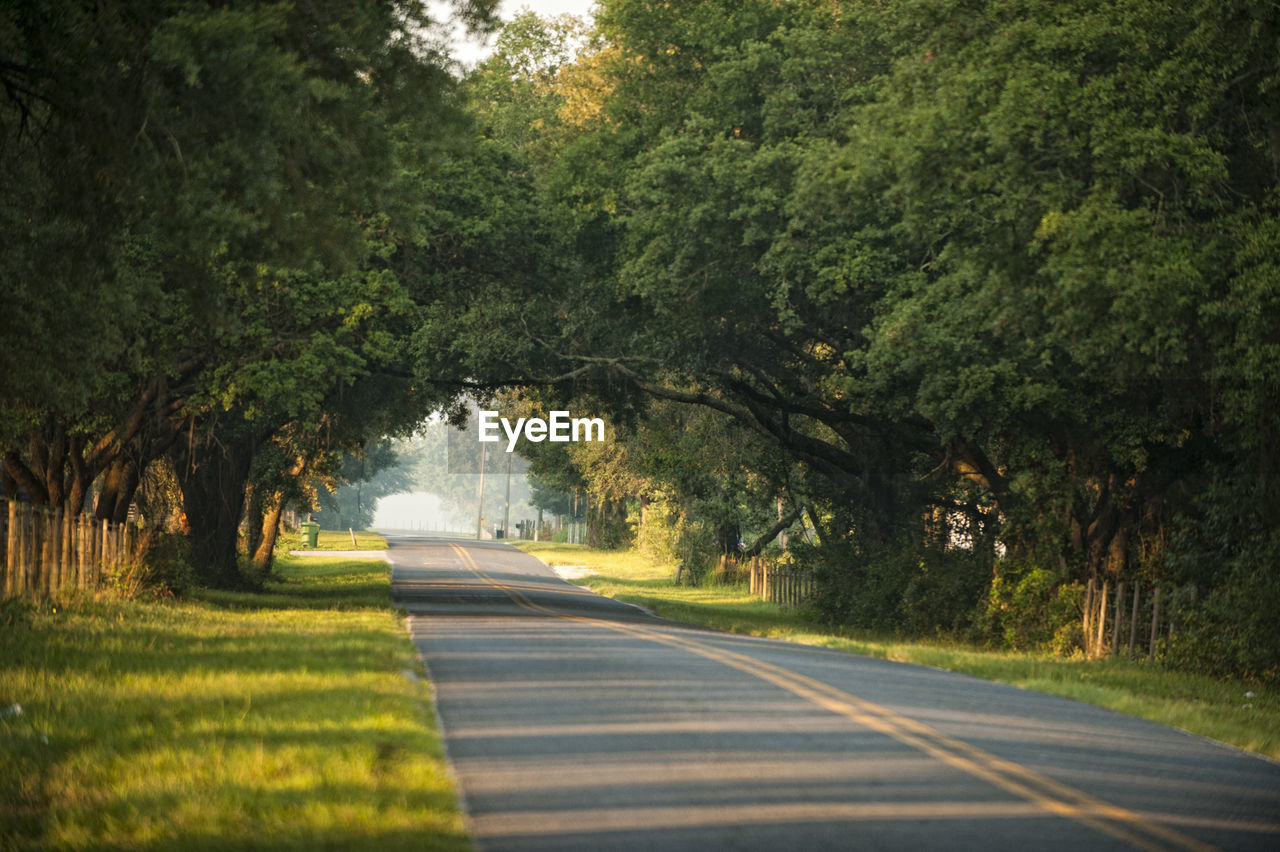 Florida highway surrounded by trees 
