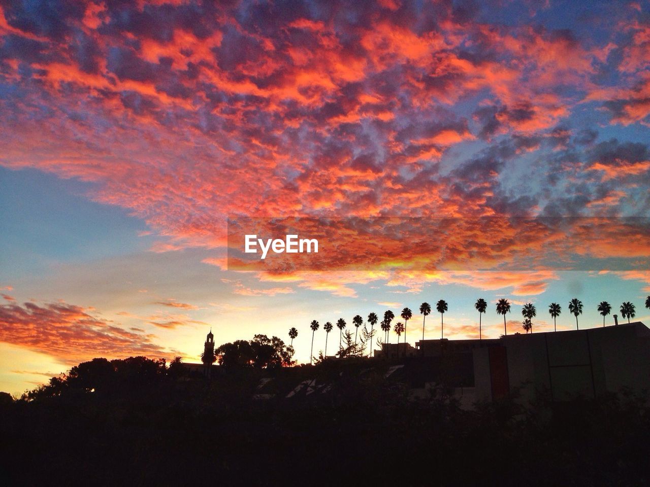 Palm trees silhouetted at dusk