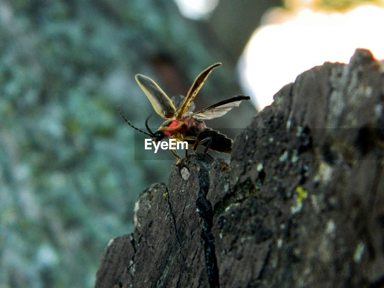 Close-up of an insect on rock against blurred background