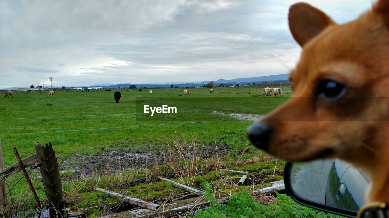 CLOSE-UP OF DOG IN GRASS