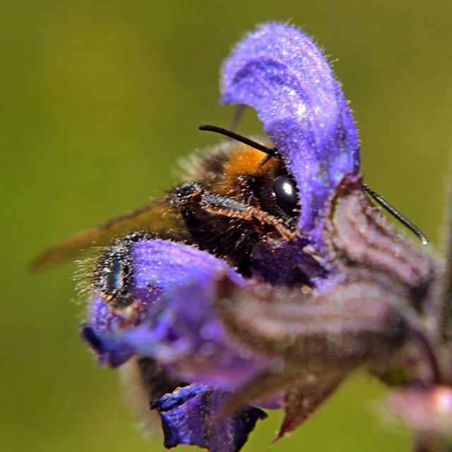 CLOSE-UP OF HONEY BEE POLLINATING ON WHITE FLOWER