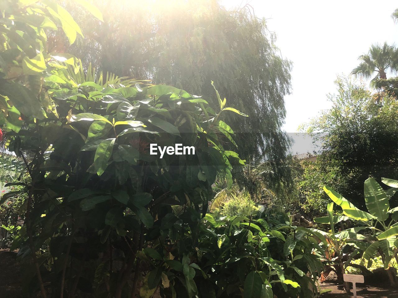 LOW ANGLE VIEW OF PLANTS AGAINST TREES